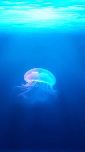 关键词seo优化软件截图2