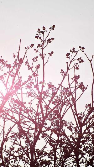 主播炸蜘蛛池截图2