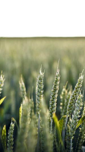 泛目录代发排名截图5