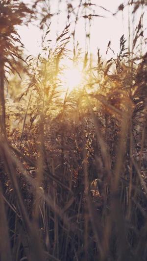 蜘蛛池对收录有帮助吗截图1