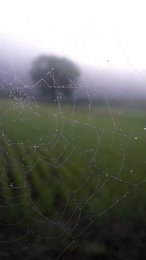 蜘蛛池推广灰色广告截图3