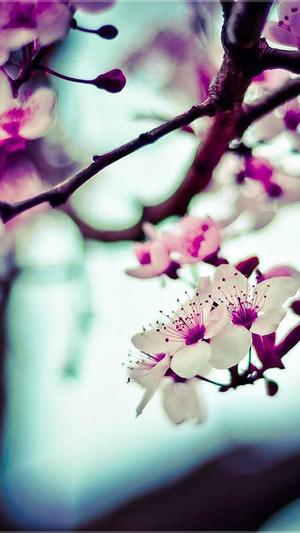 百度蜘蛛池程序怎么关截图4