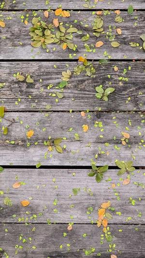 自己建蜘蛛池的方法截图3