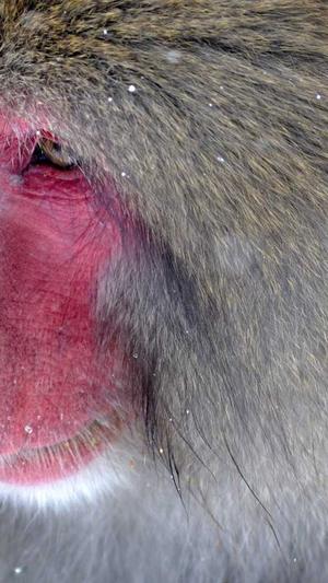 seo推广工具 si截图3