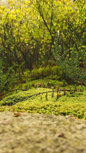 企业网站建设合同范本截图2