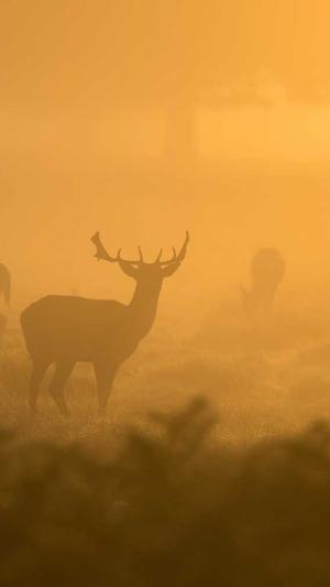 seo推广工具 si截图1